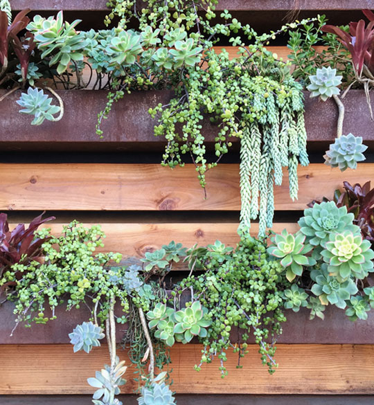 Create a Living Wall